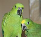 hand raise parrots and  fertile eggs for sale