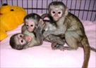 adorable capuchin monkeys for adoption