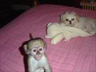 healthy baby capuchin monkeys for adoption