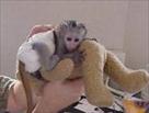 home raised baby capuchin monkey for adoption