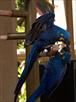 free pair of hyacinth macaw parrots for give away(