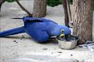 free pair of hyacinth macaw parrots for give away(