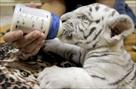 white tiger cubs for sale (sheronmoore live com)