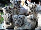 white tiger cubs for sale (sheronmoore live com)