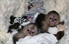 baby monkeys for adoption