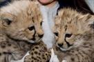 home raised tamed baby tiger cubs and cheetahs for