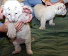 home raised tamed baby tiger cubs and cheetahs for