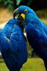 free pair of hyacinth macaw parrots for a loving h
