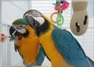 blue and gold macaw parrots available