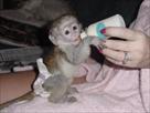 lovely capuchin monkeys for free adoption