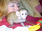 cute adorable capuchin monkeys for adoption