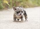french bulldog puppies for adoption