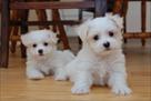 beautiful maltese puppies for adoption