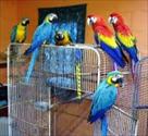 we are experience parrot breeders of high quality